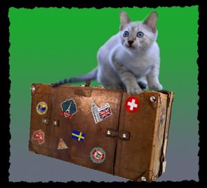 Das Bild zeigt eine Katze sitzend auf einem Reisekoffer.