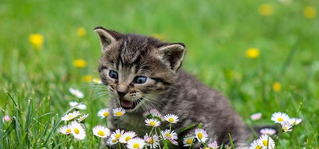 Kitten mit Gänseblümchen