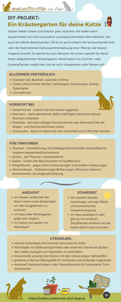 Pinterest Infografik DIY-Kräutergarten