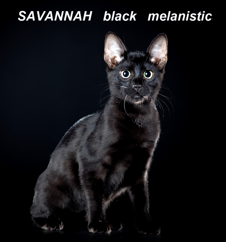 Savannah black melanistic